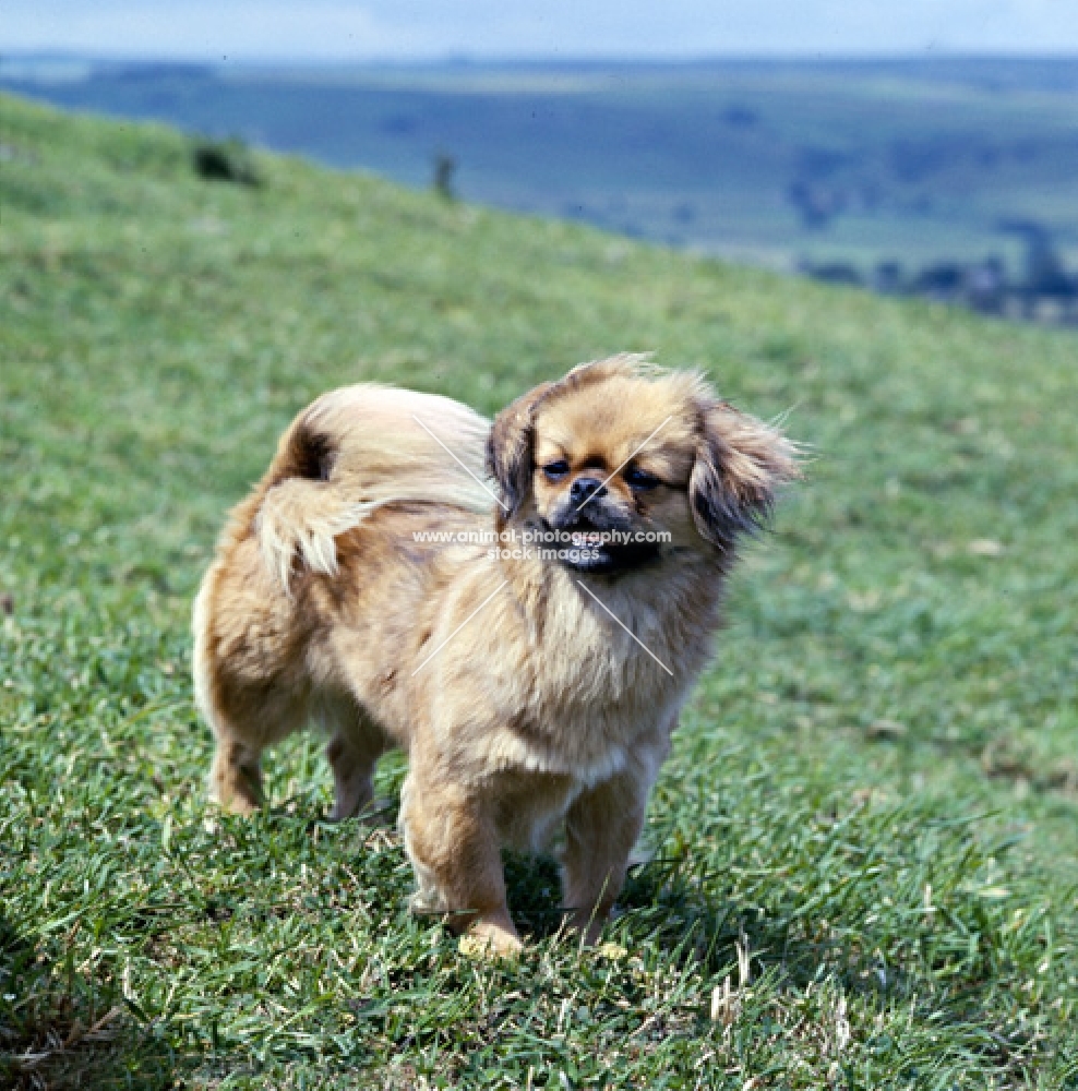 ch sivas mesa, tibetan spaniel standing on grass on the hillside