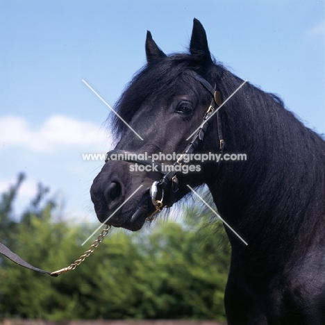 Fern, Fell Pony head and shoulder