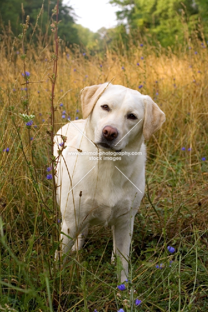 yellow labrador in tall grasses looking at camera