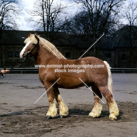 westphalian cold blood stallion in a yard in germany, silk