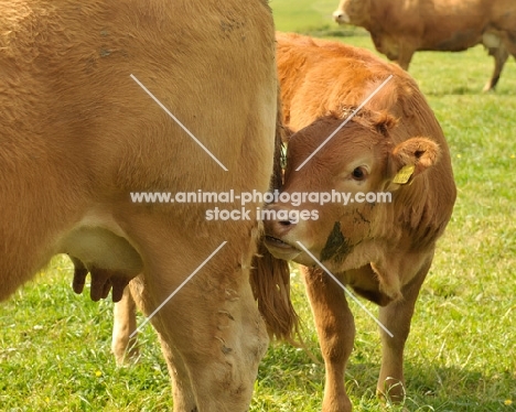 Limousin calf