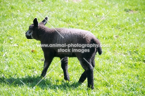 blue Texel lamb (aka Texelaar)