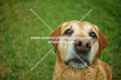 wet yellow labrador retriever looking up