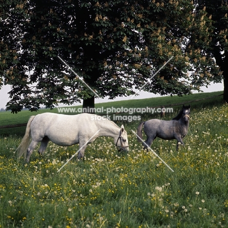 Lipizzaner mare with her foal at piber
