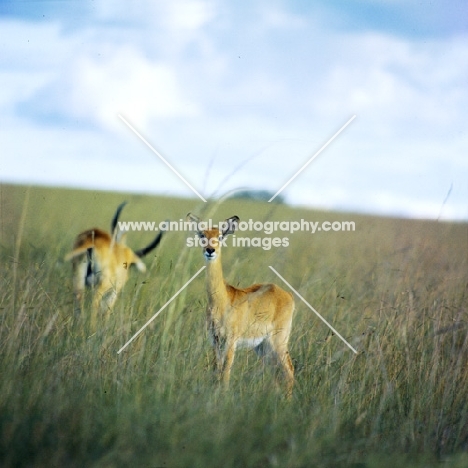 female uganda kob looking at camera, queen elizabeth np