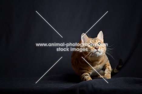 Champion Svedbergakulle Goliath prowling, studio shot on black background