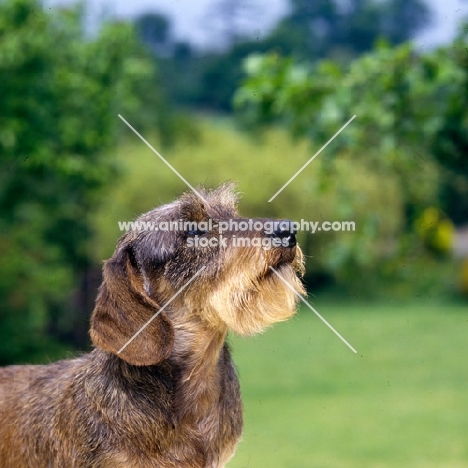 miniature wire haired dachshund portrait