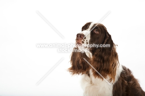 english springer spaniel on white background