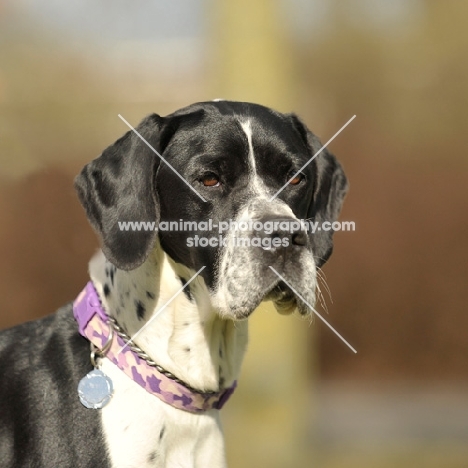 Pointer head study