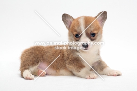 Welsh Pembroke Corgi puppy, lying down