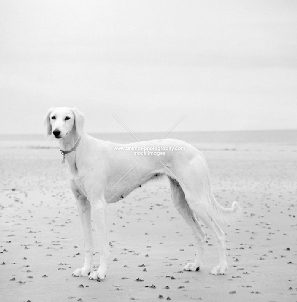 white saluki on beach