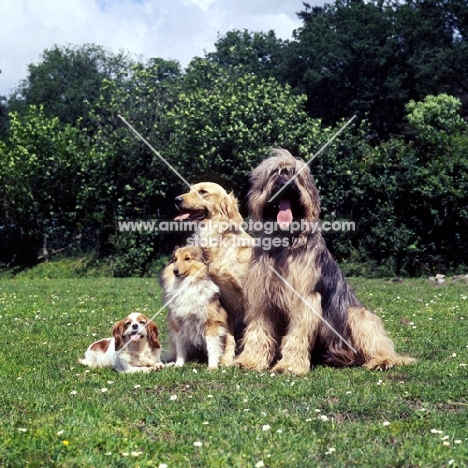 cavalier, sheltie, golden and briard together