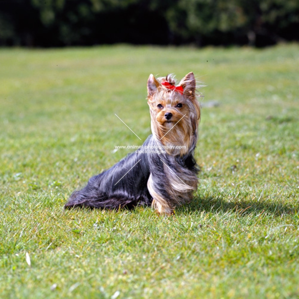 one yorkie in wind