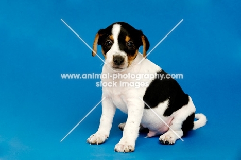 Jack Russell sitting isolated on a blue background