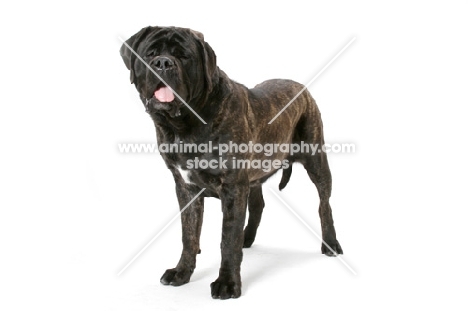 Brindle Mastiff