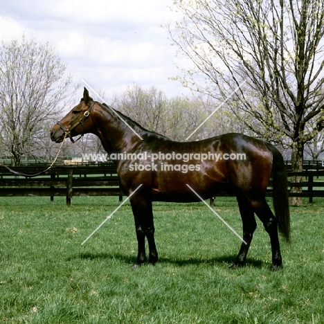 bonefish, standardbred stallion at castleton farm, Lexington, ky 