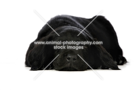 Black Labrador Puppy lying isolated on a white background