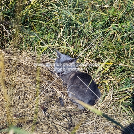 blue burmese cat, ch bahkta pilot, asleep in long grass