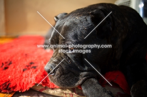 old black brindle Cane Corso resting on a carpet with a sad look on face