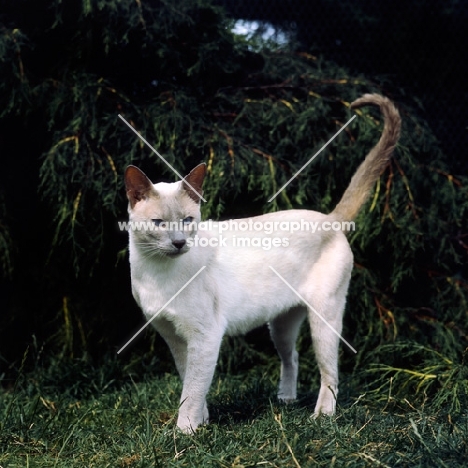 champion lilac point siamese cat 