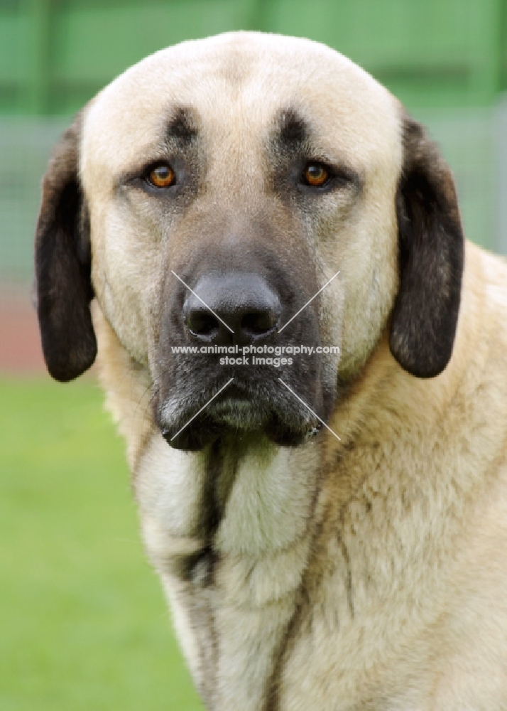 Australian Champion Fawn / Black Mask Kangal (closely related to the Anatolian Shepherd)