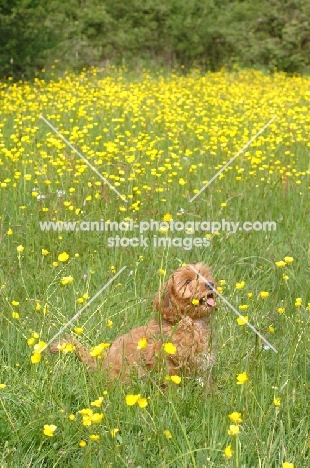 young Cockapoo in grass