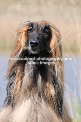 Afghan Hound front view