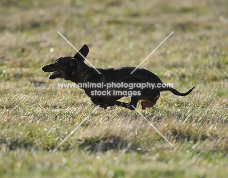 black dog running on grass