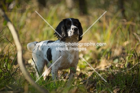english springer spaniel hunting in the forest