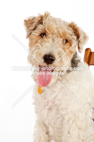 wire Fox Terrier portrait