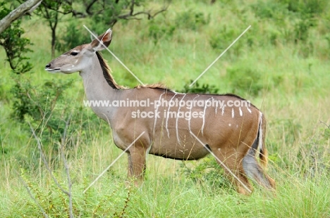 Kudu side view