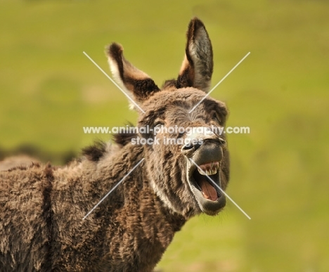 braying donkey