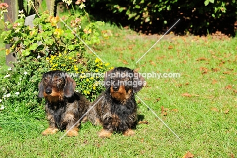 Wirehaired Dachshund in garden