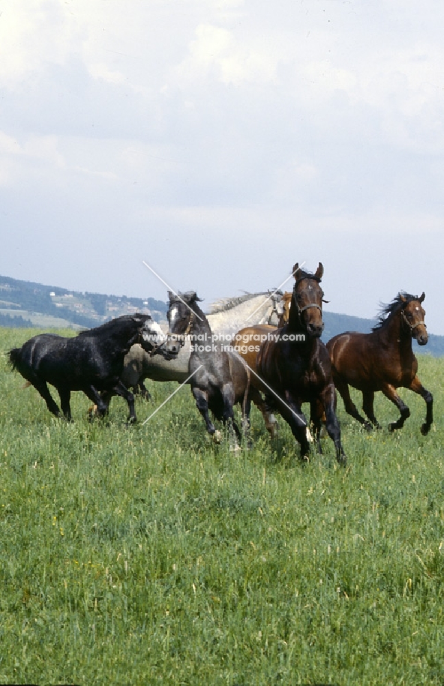 Lipizzaner and austrian half bred colts reacting together at wilhelm, piber