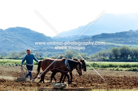 skyros ponies ploughing on skyros, greece