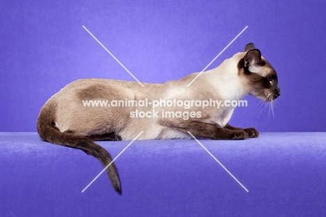 seal point Siamese cat on purple backdrop, full body in profile