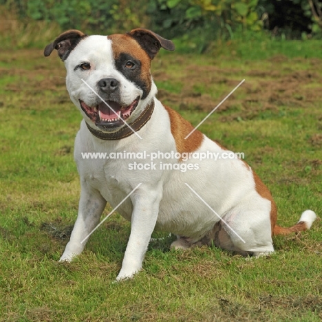 staffordshire bull terrier, pied colour sat in garden and smiling