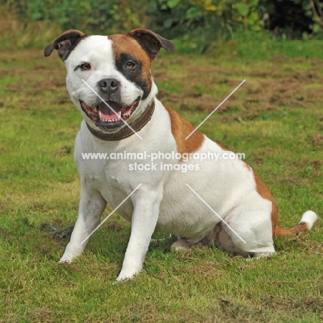 staffordshire bull terrier pied