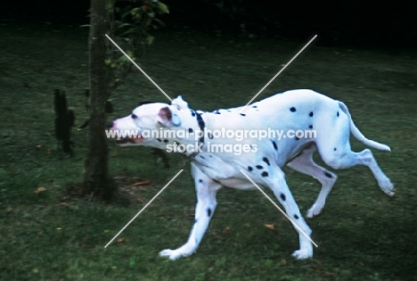 dalmatian running hind legs in air