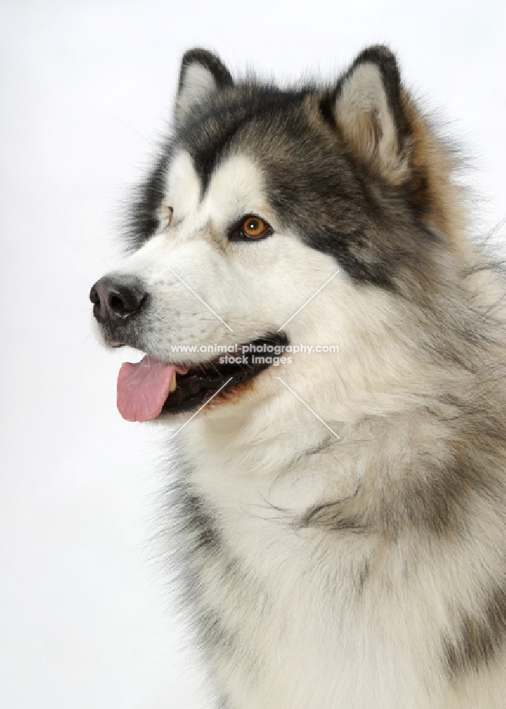 Alaskan Malamute portrait on white background