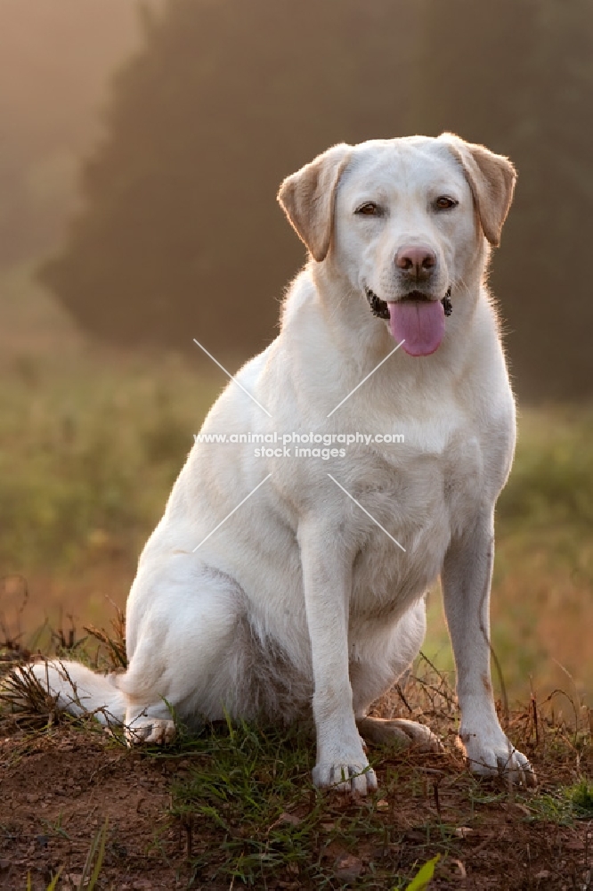 yellow labrador at sunset