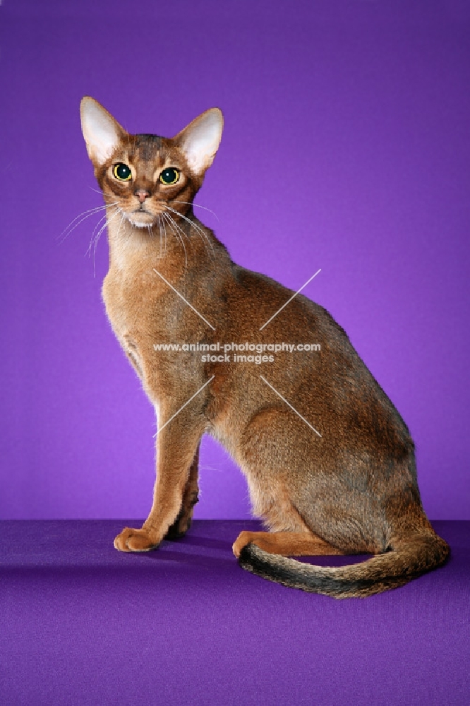 Ruddy Abyssinian male sitting to Left looking at camera against purple background.