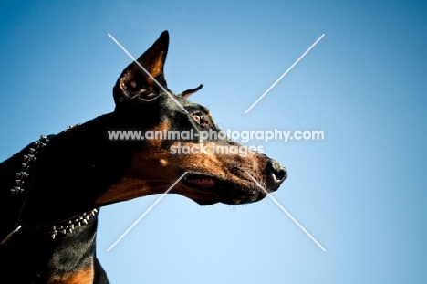 Doberman against blue sky