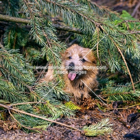 norfolk terrier lying under pine tree branches