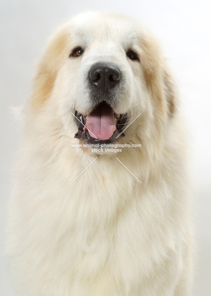 Pyrenean Mountain Dog portrait on white background