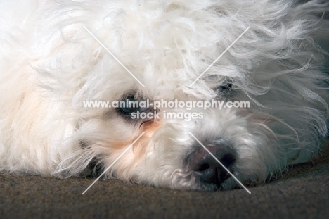 Bichon Frise resting