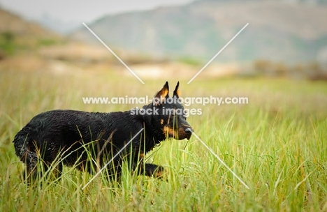 Beauceron walking through grass