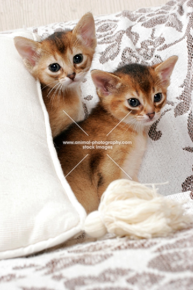 two ruddy Abyssinian kittens behind a cushion