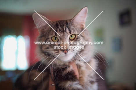 Portrait of Norwegian Forest Cat, Quadzilla's Taiji held in hand by her owner