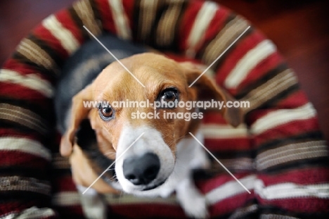 beagle sitting in red-striped dog bed